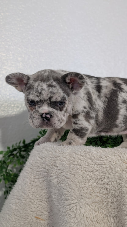 FRENCH BULLDOG (FEB 16) FEMALES