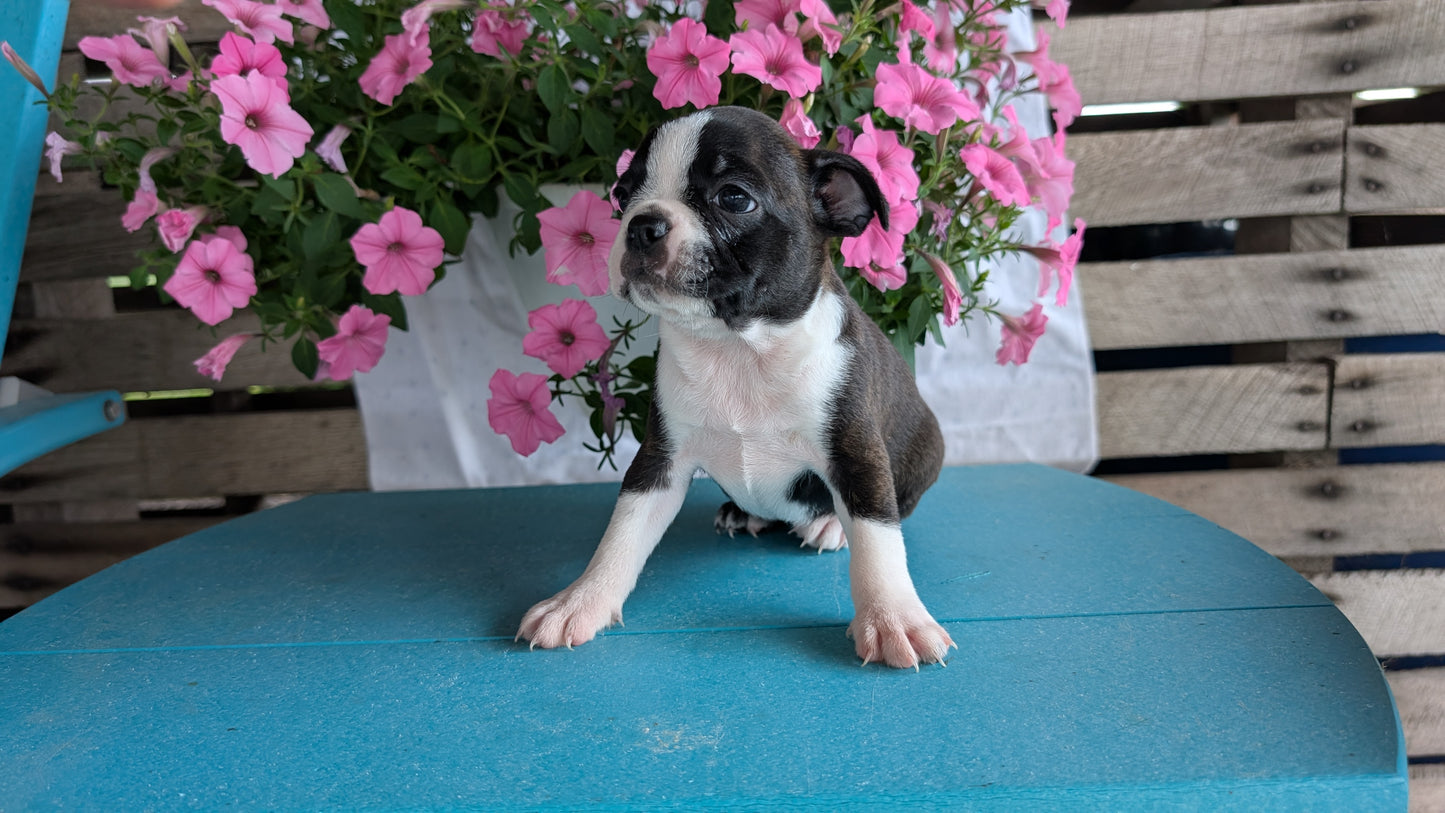 BOSTON TERRIER (06/29) FEMALE