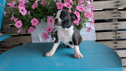 BOSTON TERRIER (06/29) FEMALE