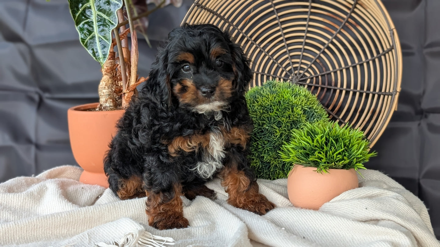 COCKAPOO (MAY 22) FEMALES