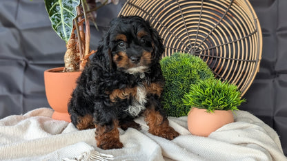 COCKAPOO (MAY 22) FEMALES