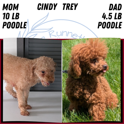 TOY POODLE (JUN 15) MALE