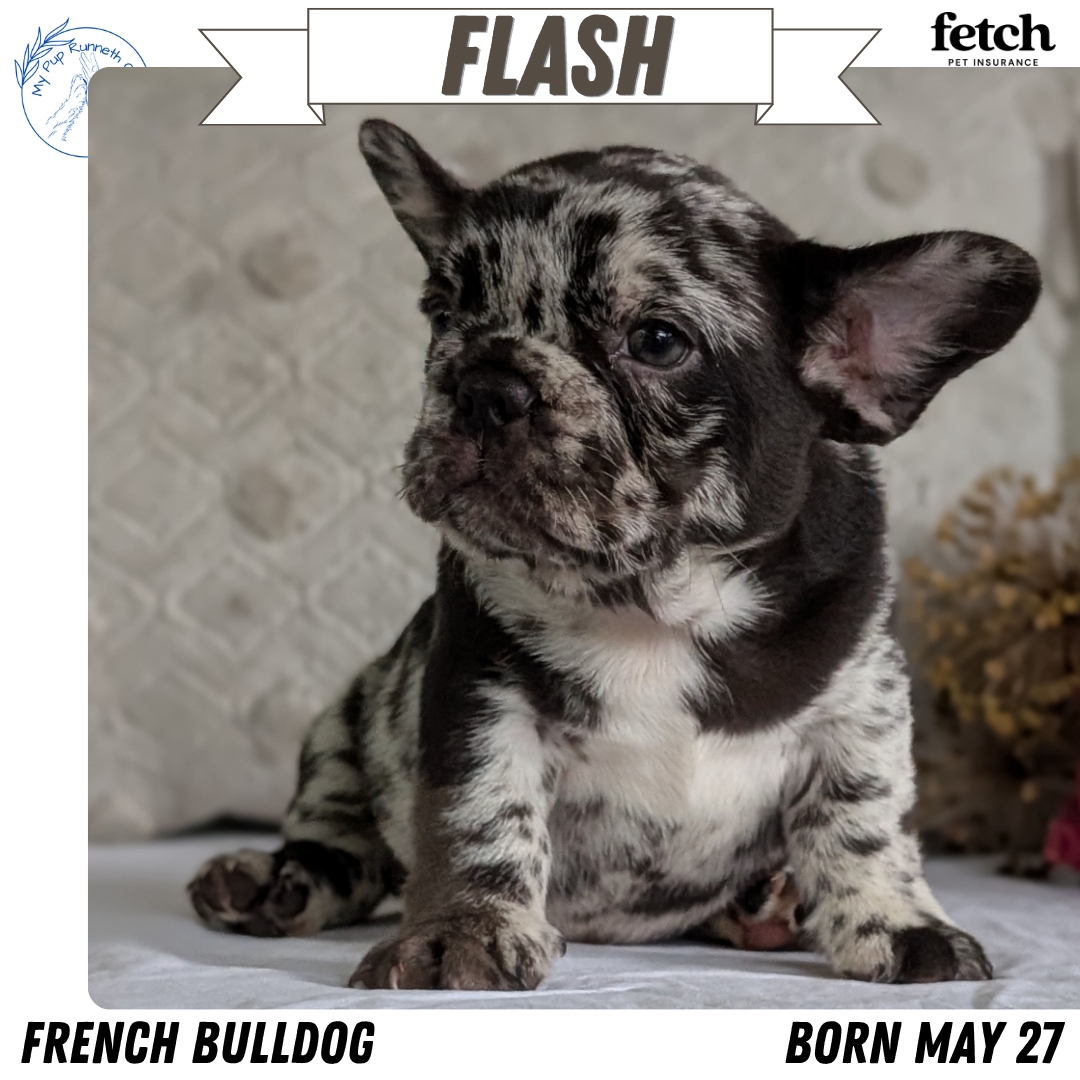 FRENCH BULLDOG (MAY 27) MALES