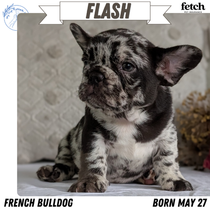 FRENCH BULLDOG (MAY 27) MALES