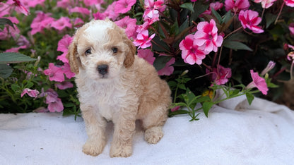 MINI AUSSIEDOODLE (06/21) MALE