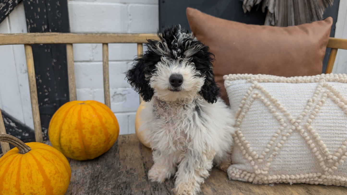 HAVAPOO (06/26) FEMALE