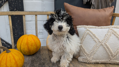 HAVAPOO (06/26) FEMALE