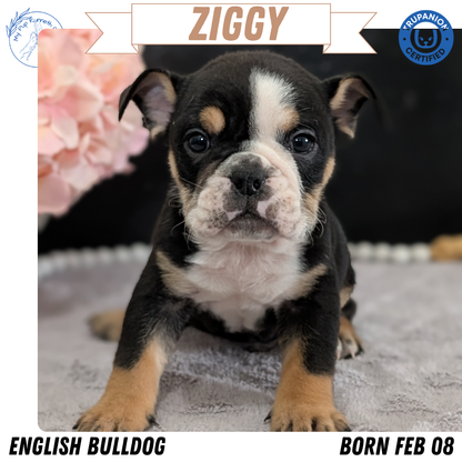ENGLISH BULLDOG (FEB 09) MALES