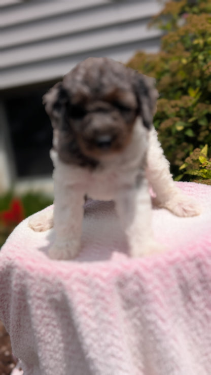 MINI POODLE (06/07) FEMALE