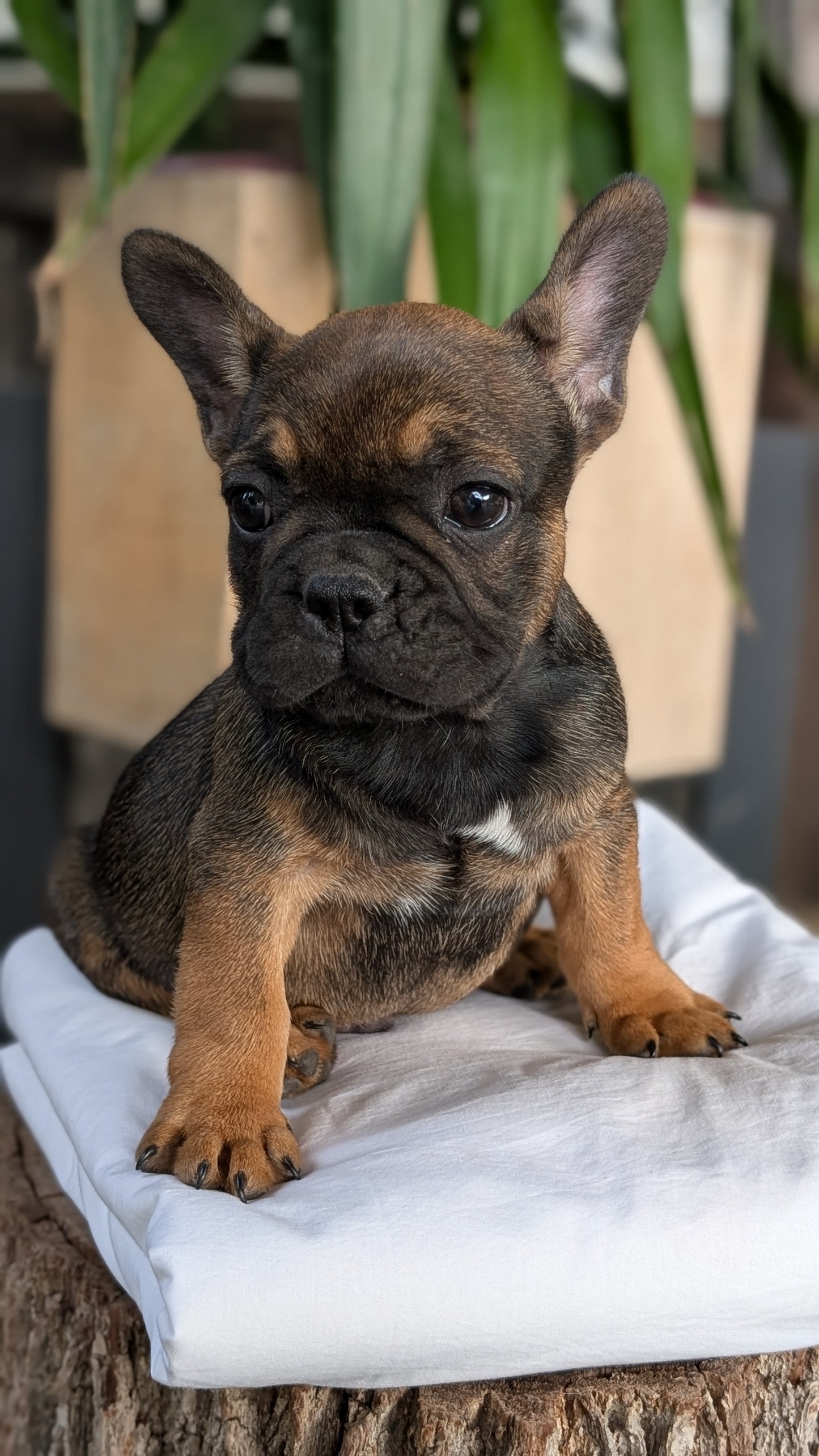 FRENCH BULLDOG (08/12) MALE