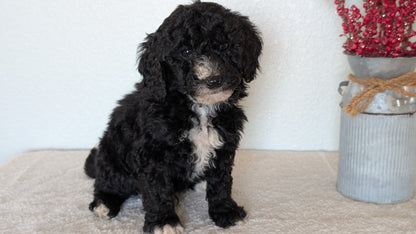 MINI BERNEDOODLE (OCT 15) MALES