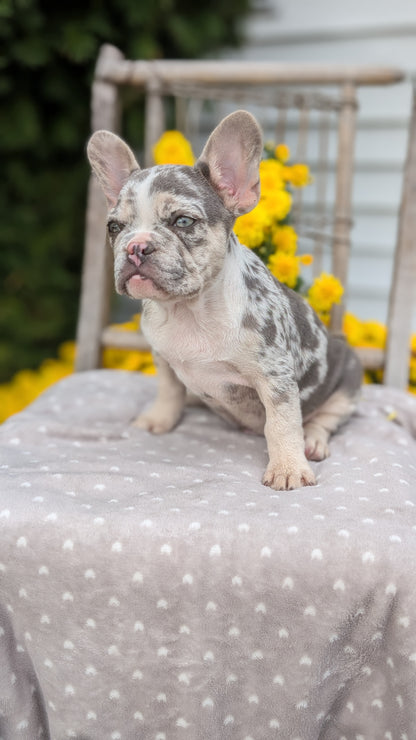 FRENCH BULLDOG (07/29) MALE