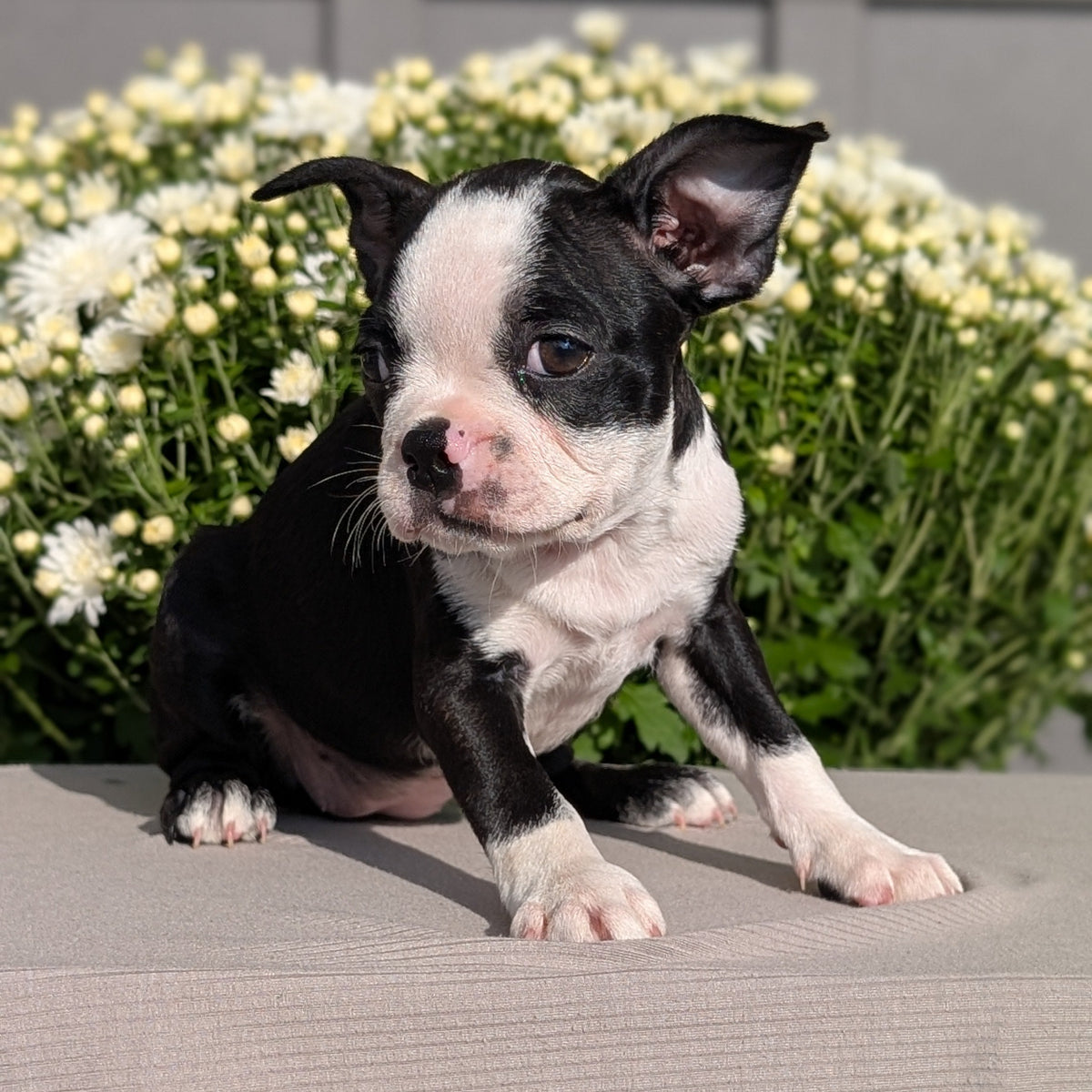 BOSTON TERRIER (JUL 11) 4 FEMALES/4 MALES