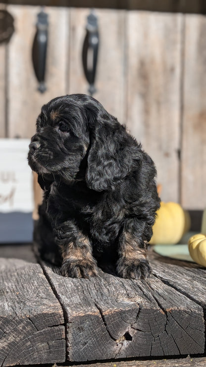 COCKER SPANIEL (09/19) MALE