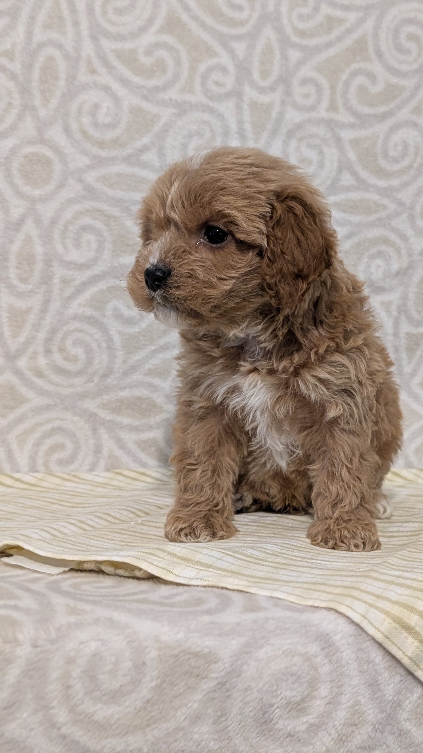 CAVAPOO (JAN 29) MALES