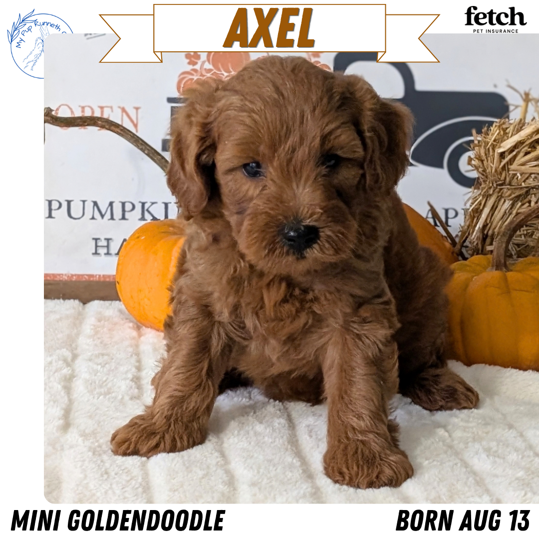 MINI GOLDENDOODLE (AUG 13) 6 MALES/3 FEMALES