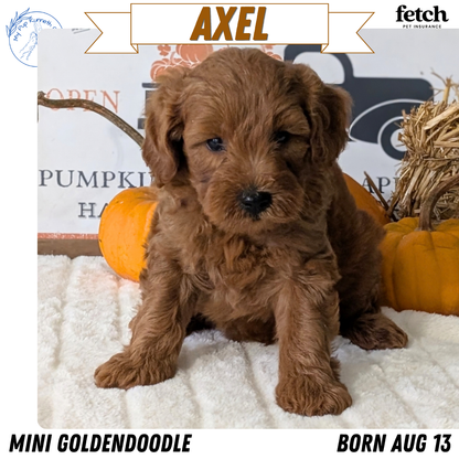 MINI GOLDENDOODLE (AUG 13) 6 MALES/3 FEMALES