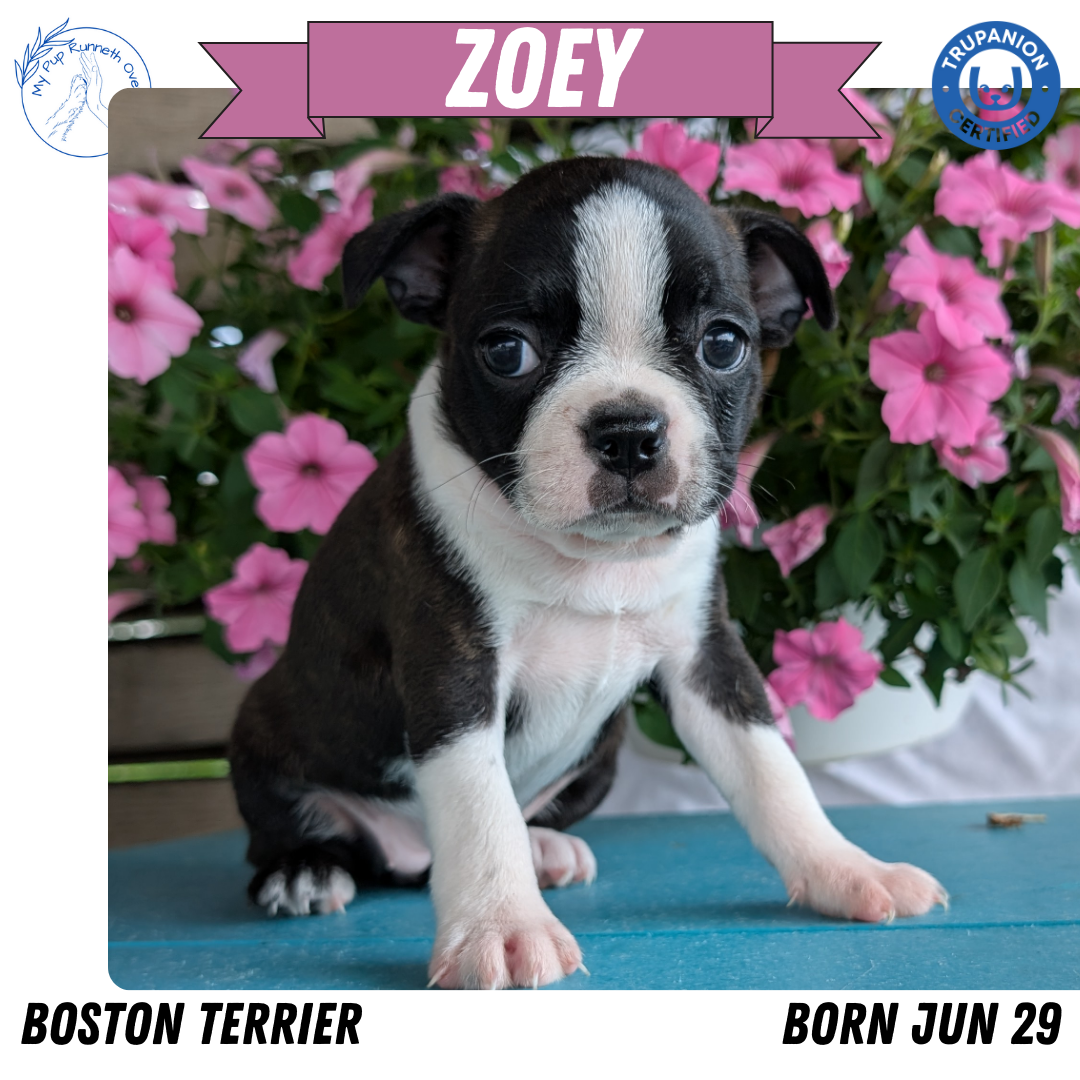 BOSTON TERRIER (06/29) FEMALE