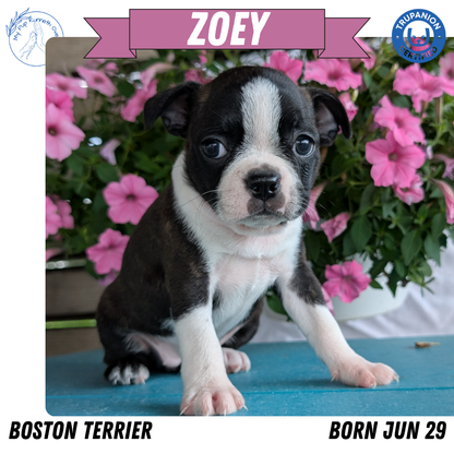 BOSTON TERRIER (06/29) FEMALE