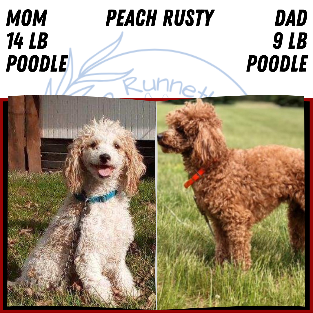 MINI POODLE (MAY 08) MALES
