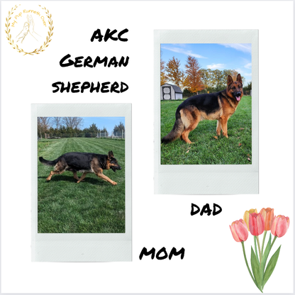 GERMAN SHEPHERD (03/15) MALE