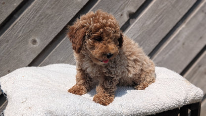 MINI POODLE (MAY 12) MALES
