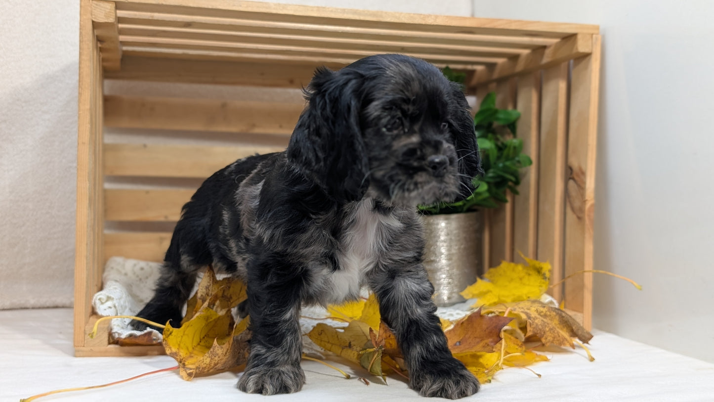 COCKER SPANIEL (09/20) MALE