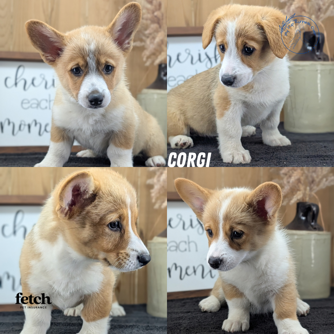 CORGI (JUL 13) 2 FEMALES/3 MALES