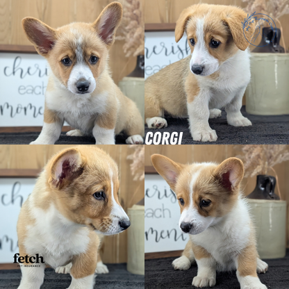 CORGI (JUL 13) 2 FEMALES/3 MALES