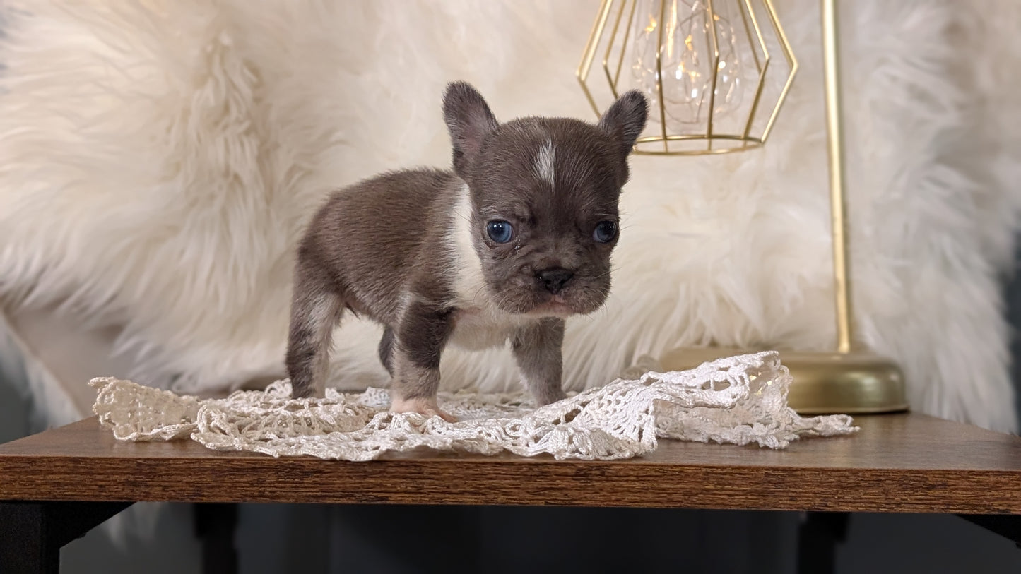 FRENCH BULLDOG (FEB 14) FEMALE