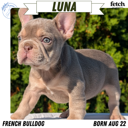FRENCH BULLDOG (AUG 22) 3 MALES/1 FEMALE