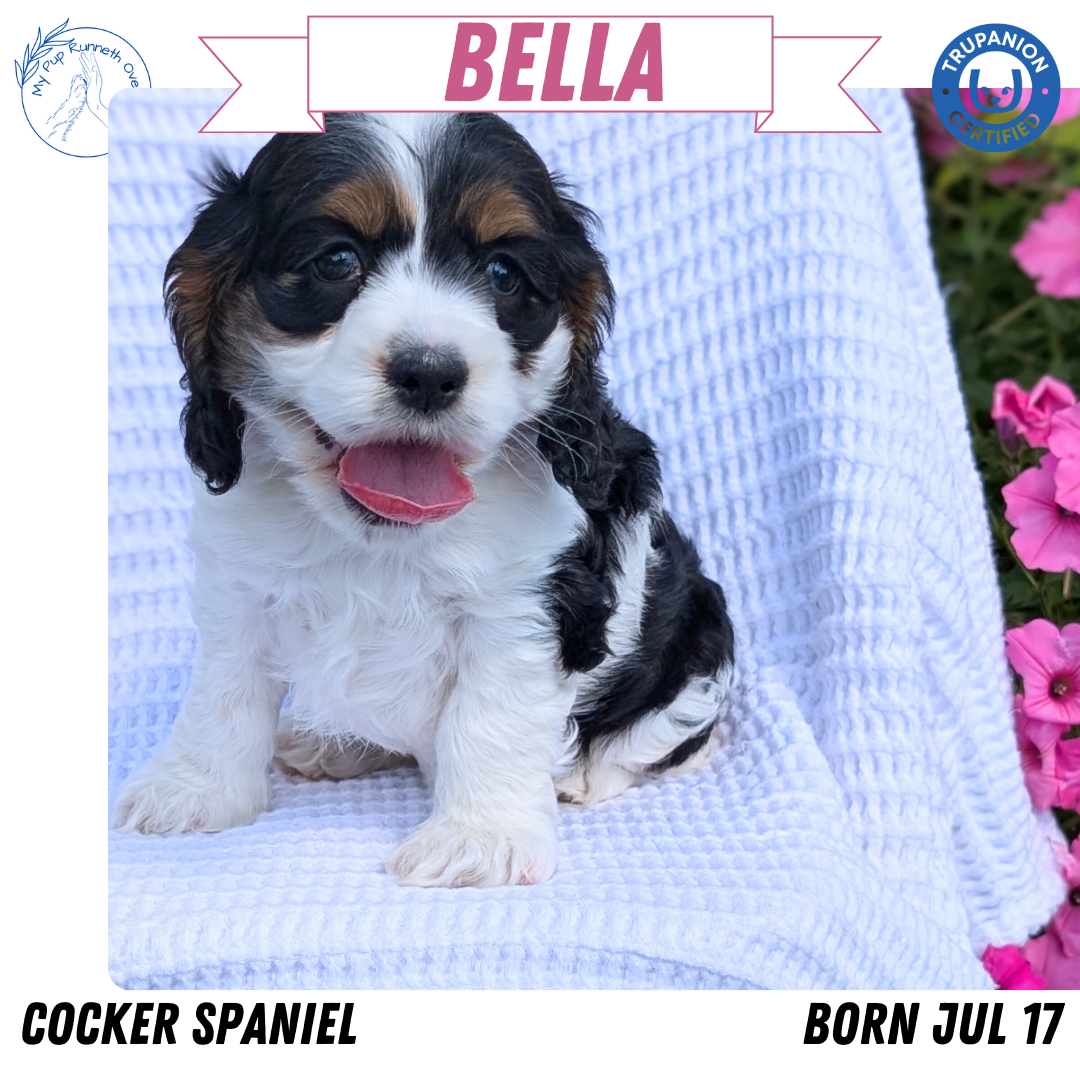 COCKER SPANIEL (07/17) FEMALE