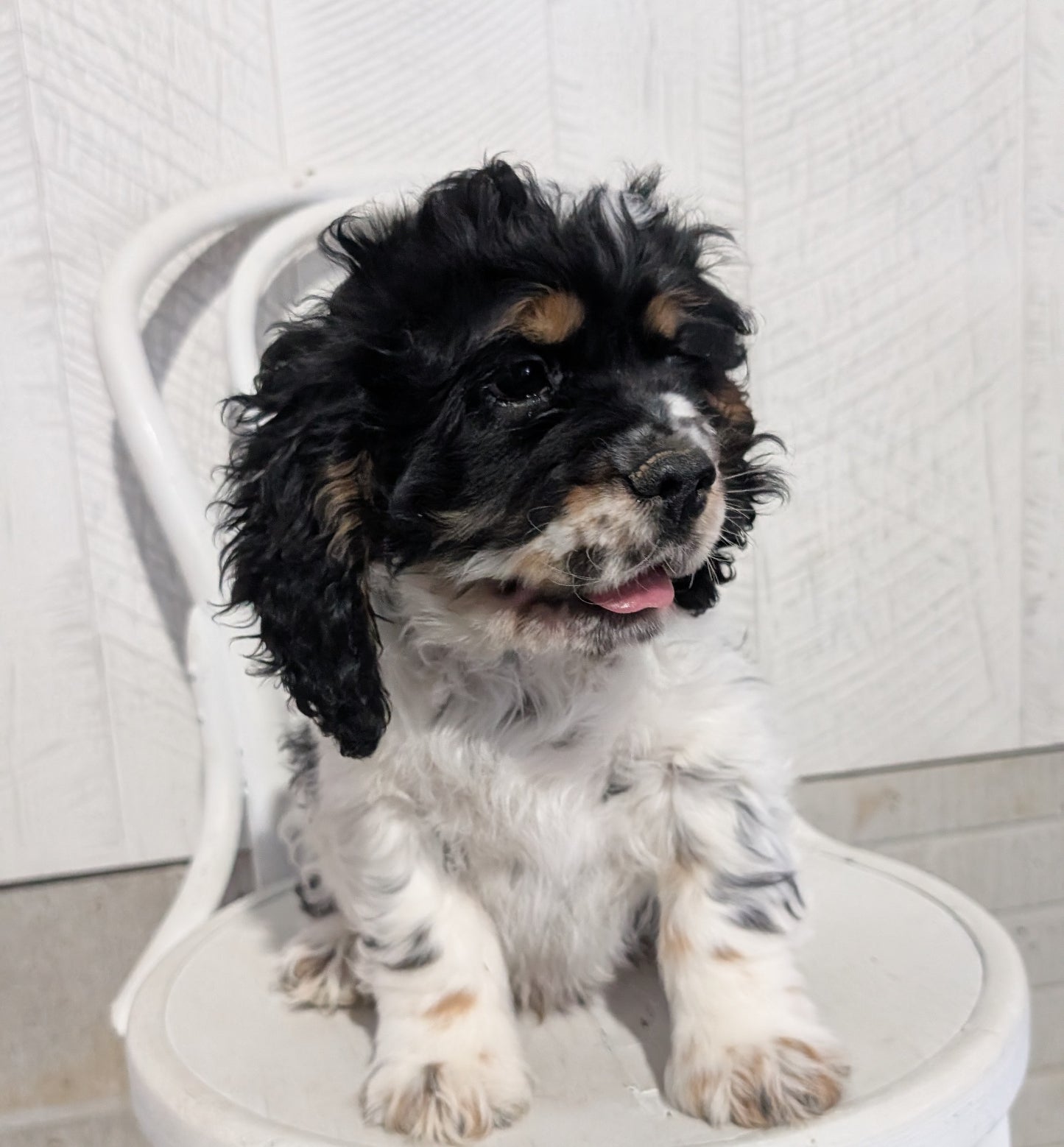 COCKER SPANIEL (09/19) MALE