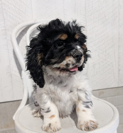 COCKER SPANIEL (09/19) MALE