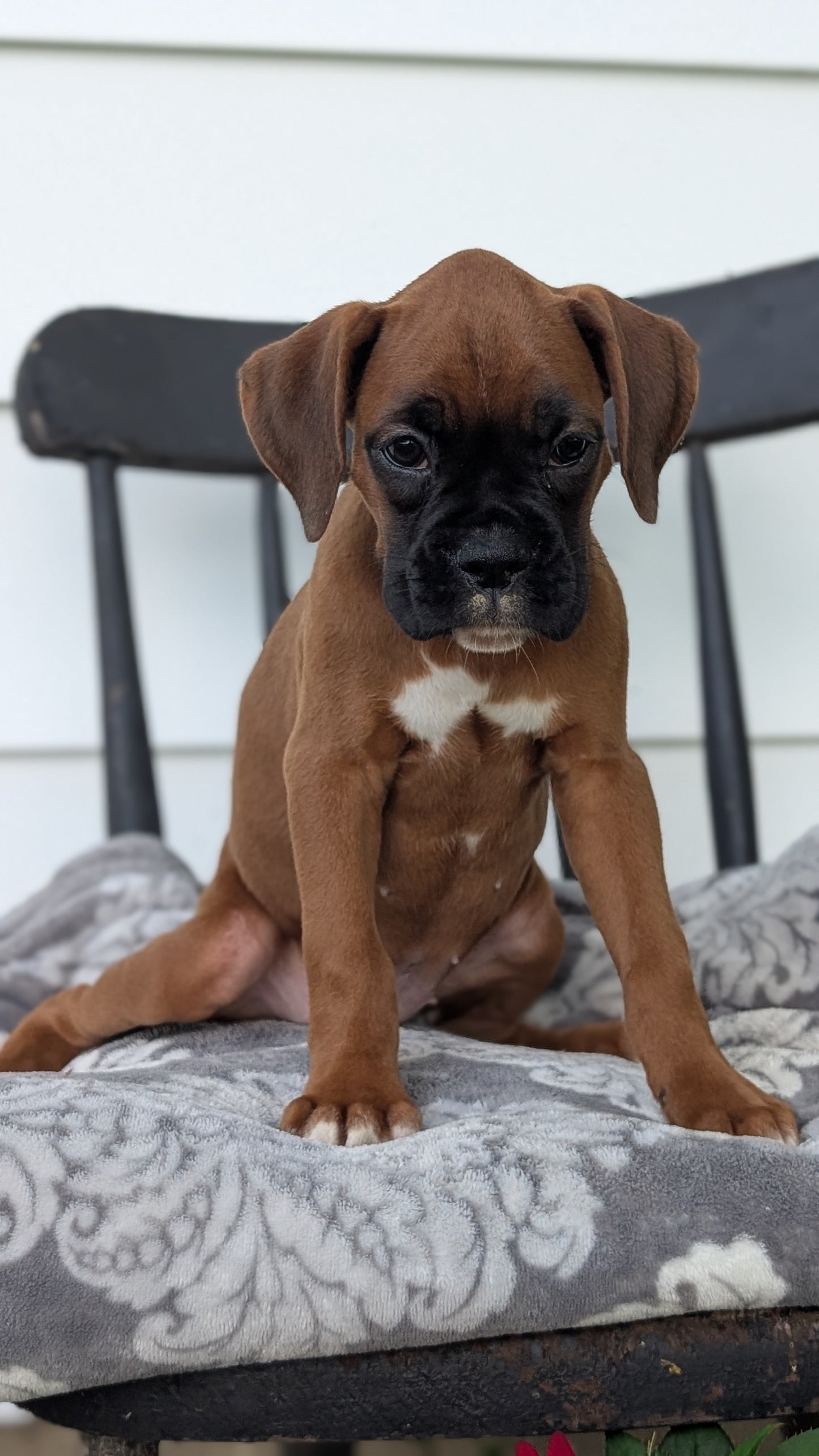 BOXER (JUN 11) FEMALES