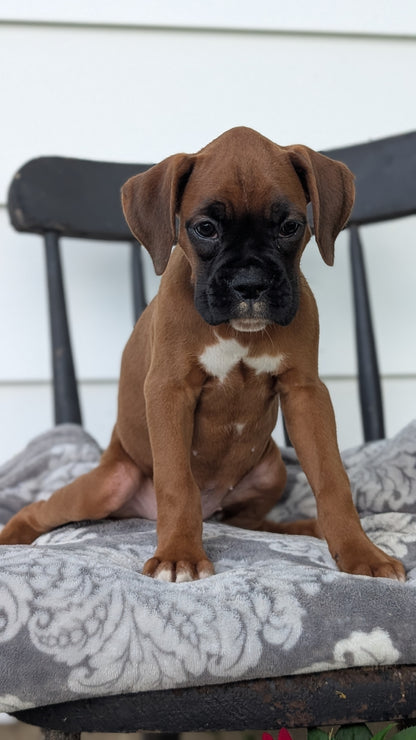 BOXER (JUN 11) FEMALES
