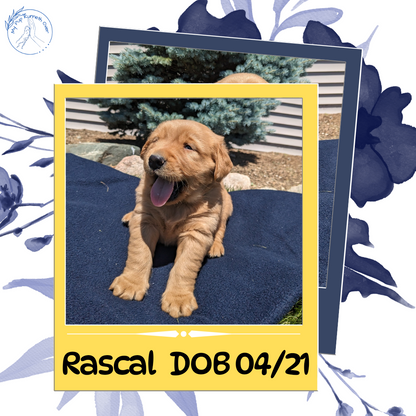 GOLDEN RETRIEVER (04/27) MALE