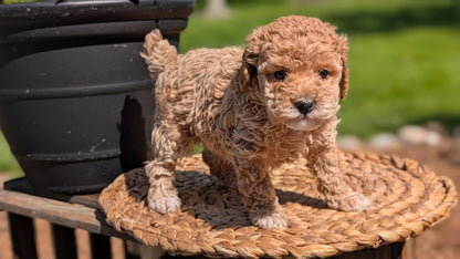 MINI POODLE (APR 03) FEMALES