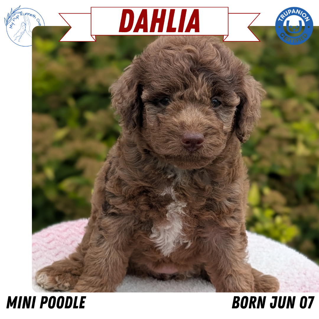 MINI POODLE (06/07) FEMALE