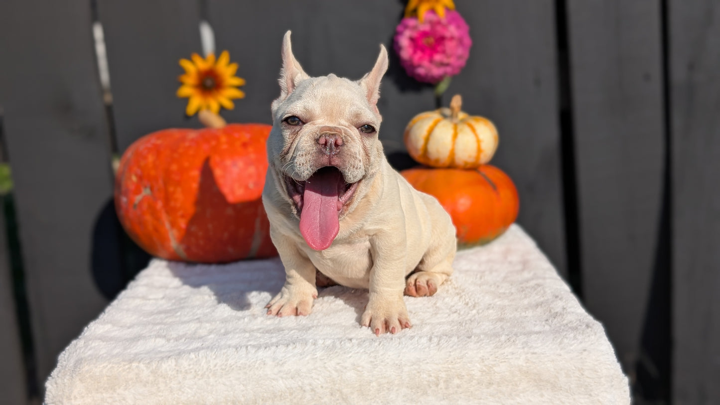 FRENCH BULLDOG (07/08) MALE