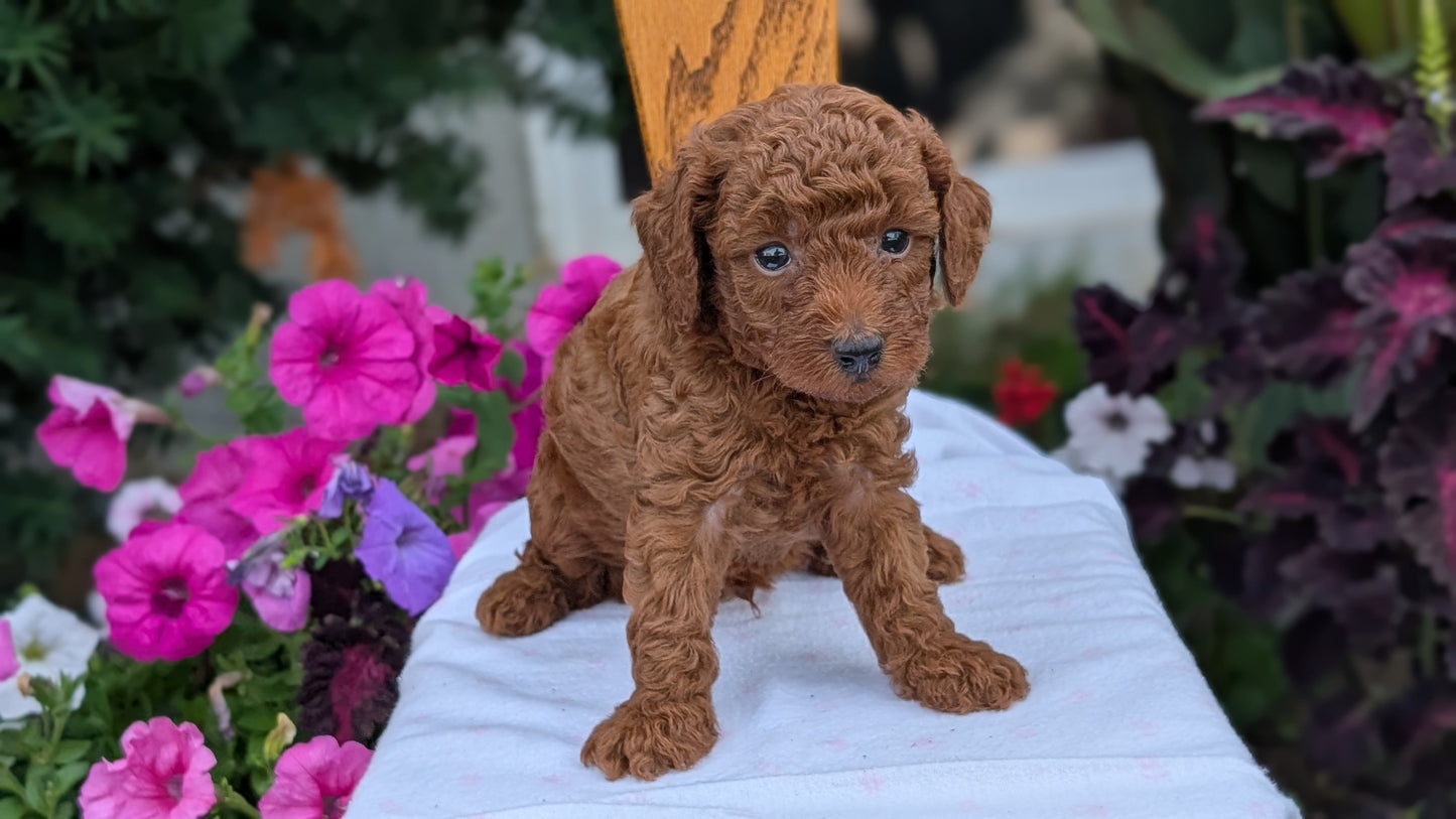 TOY POODLE (JUN 17) MALES