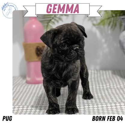 PUG (02/04) FEMALE