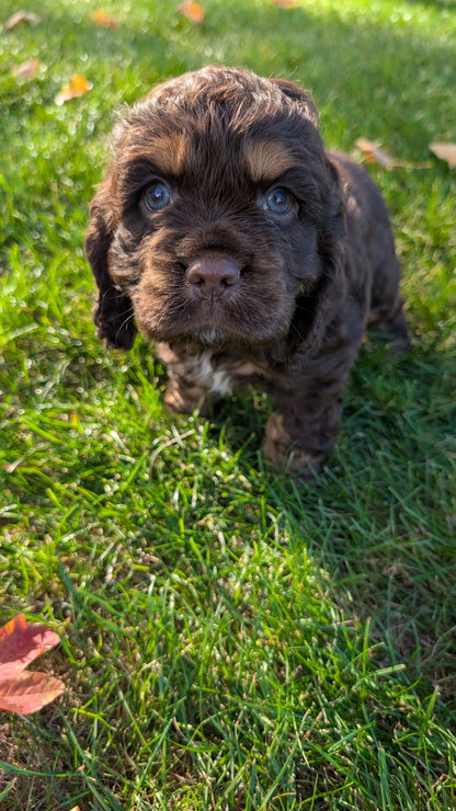COCKER SPANIEL (09/21) MALE