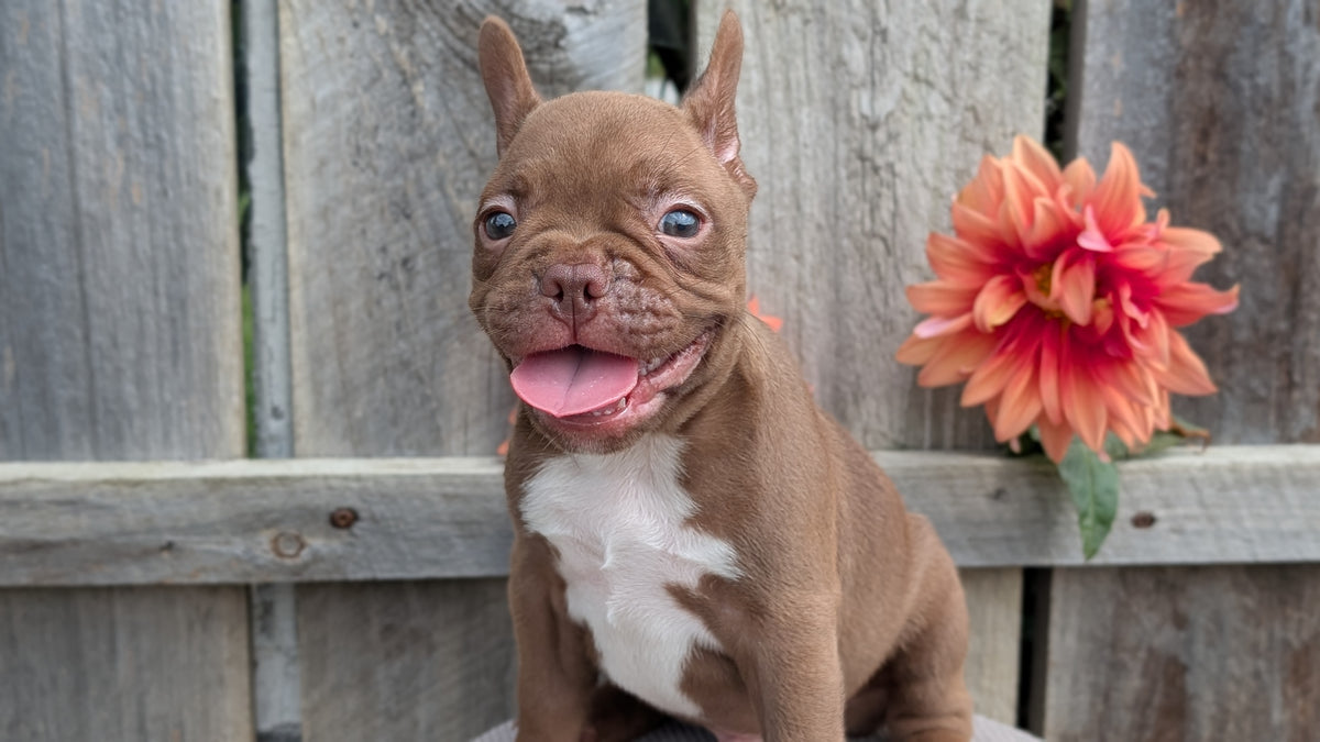 FRENCHTON (JUL 14) 2 MALES/1 FEMALE