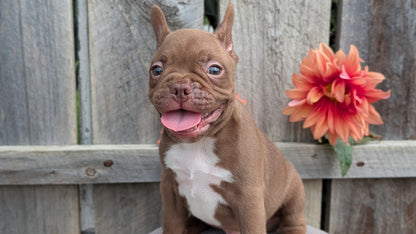 FRENCHTON (JUL 14) 2 MALES/1 FEMALE