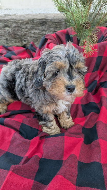 COCKAPOO (09/28) MALE