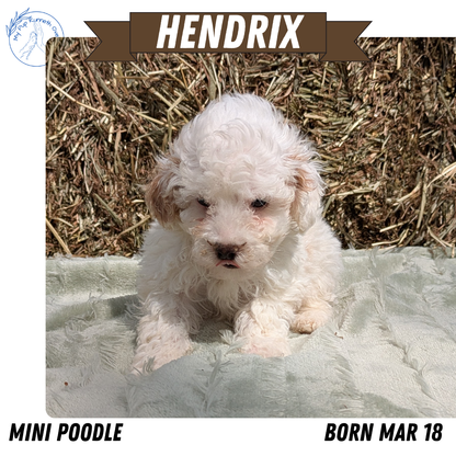MINI POODLE (03/18) MALE