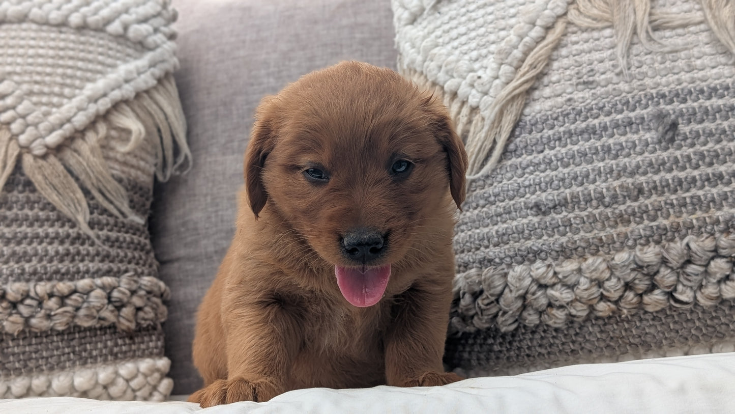 GOLDEN RETRIEVER (JUL 01) FEMALES