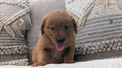 GOLDEN RETRIEVER (JUL 01) FEMALES