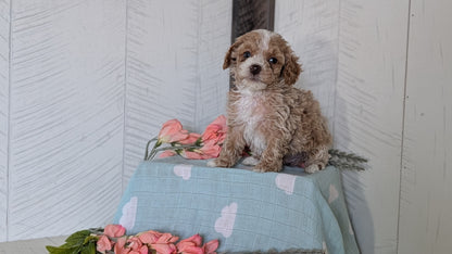 COCKAPOO (FEB 04) MALES